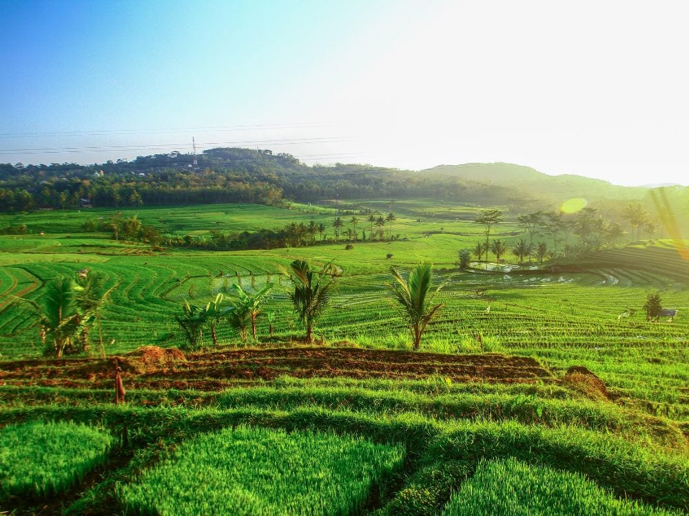 Foto Sawah