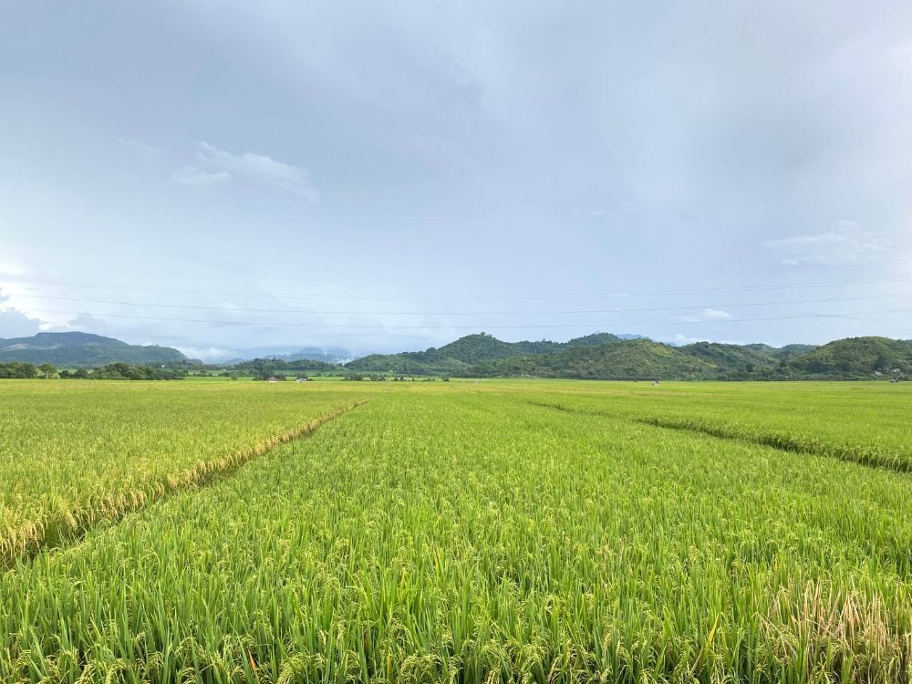 Foto Sawah