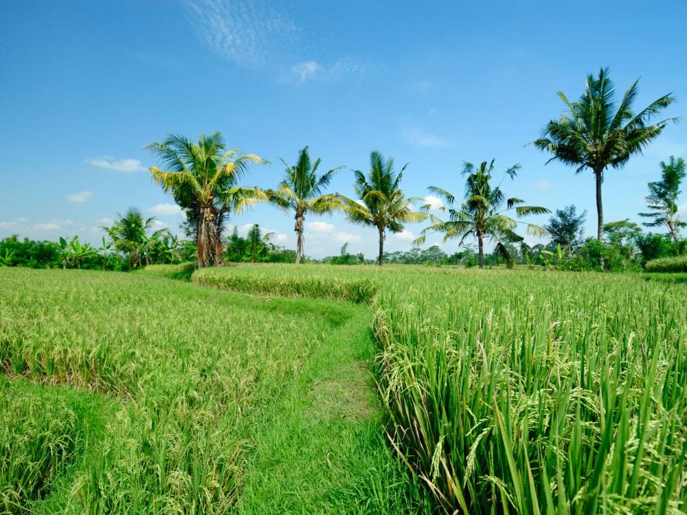 Foto Sawah