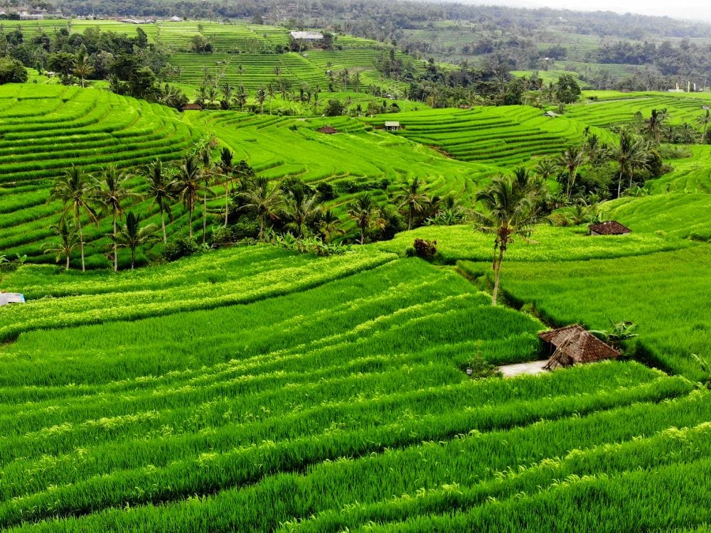 Foto Sawah