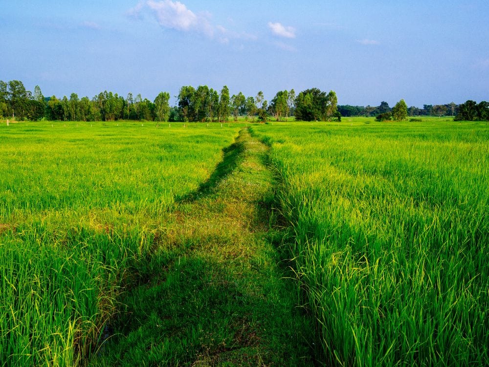Foto Sawah