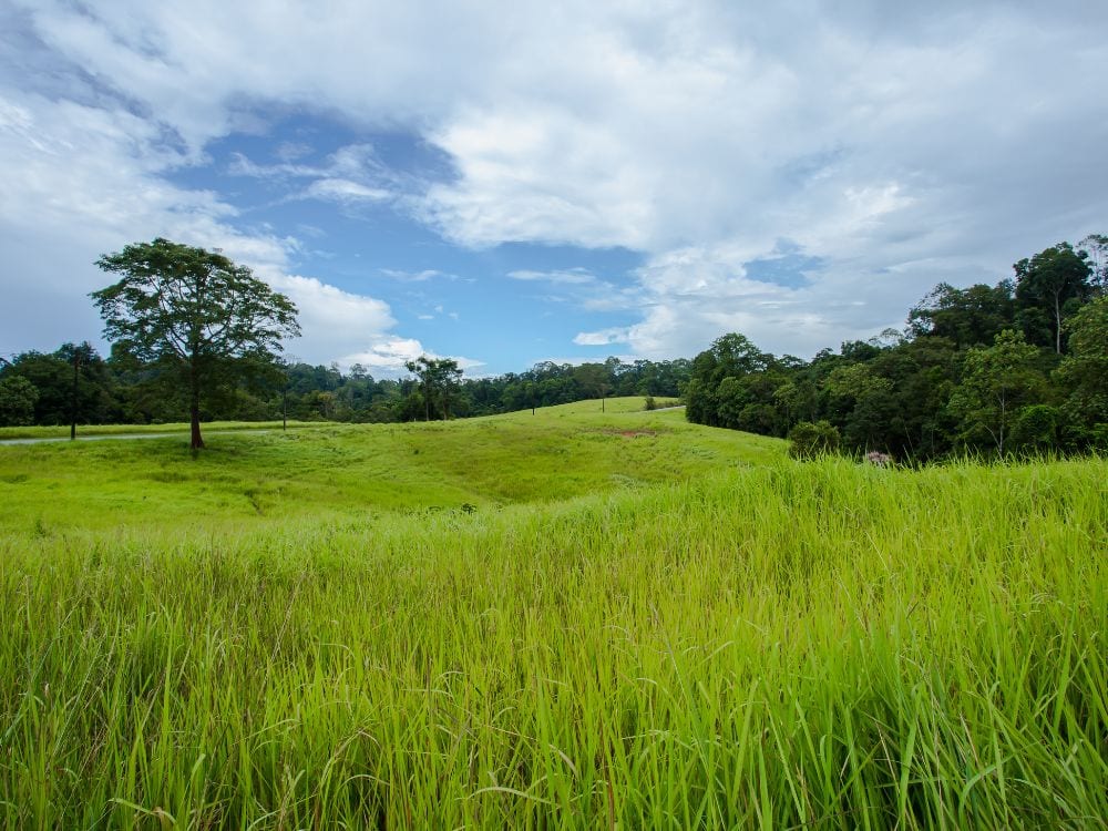 Foto Sawah