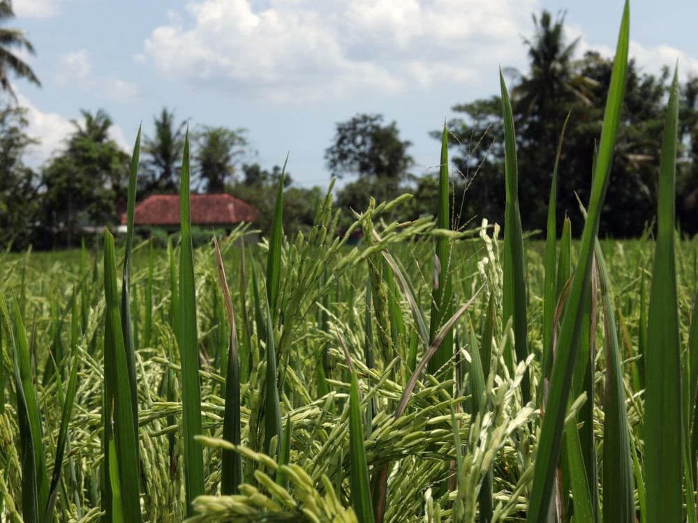 Foto Sawah