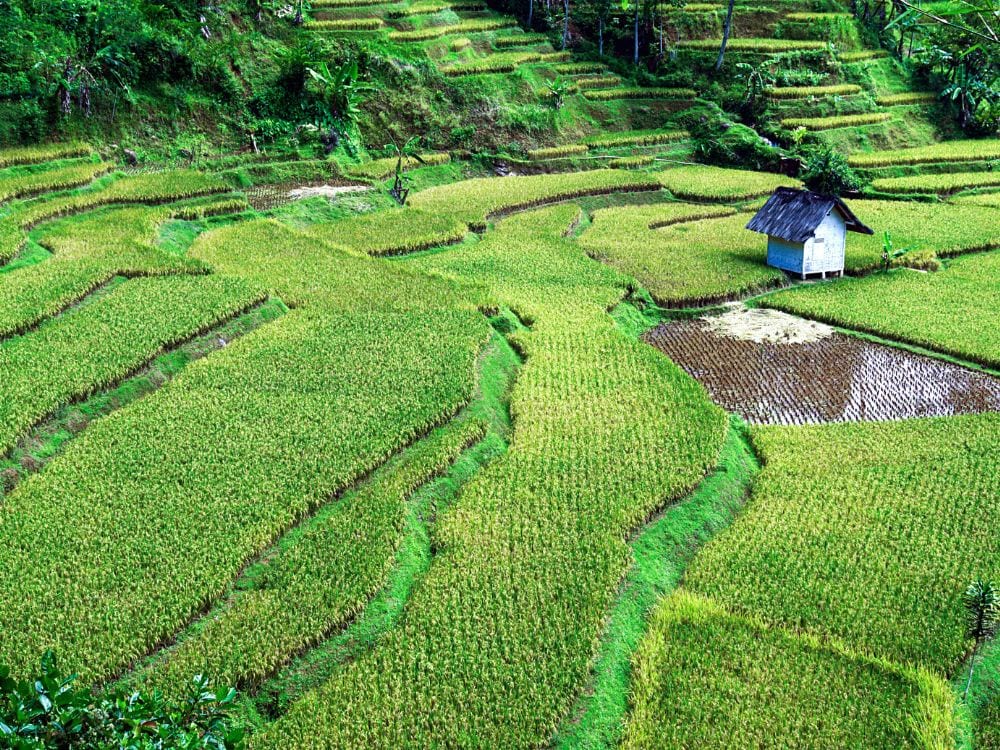 Foto Sawah