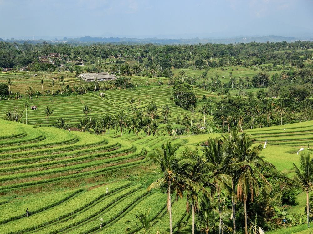 Foto Sawah